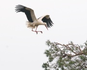 White Stork_ANL_6830